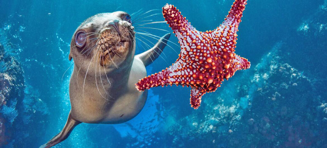 sea lion