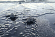 Nature’s Quiet Triumph: 86 Pawikan Hatchlings Race to the Sea in Sariaya