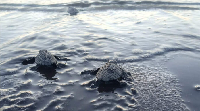 Nature’s Quiet Triumph: 86 Pawikan Hatchlings Race to the Sea in Sariaya