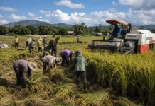 From Fields to Plenary: How local producers are fighting to reclaim the rice market