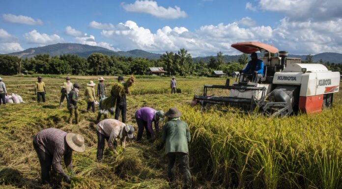 From Fields to Plenary: How local producers are fighting to reclaim the rice market