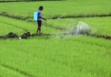 DA, DOE to ‘geofence’ 3M hectares of farmland against solar project expansion
